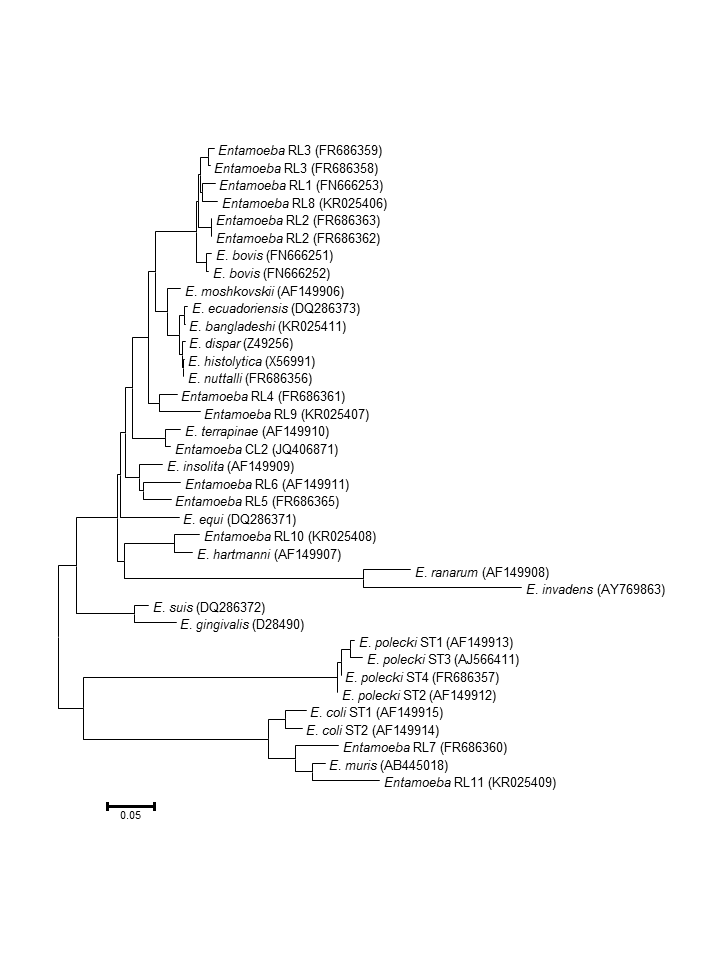 Ribosomal RNA-based Phylogeny of Entamoeba species