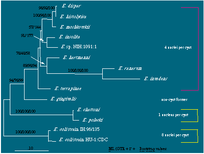 Ribosomal RNA-based Phylogeny of Entamoeba species